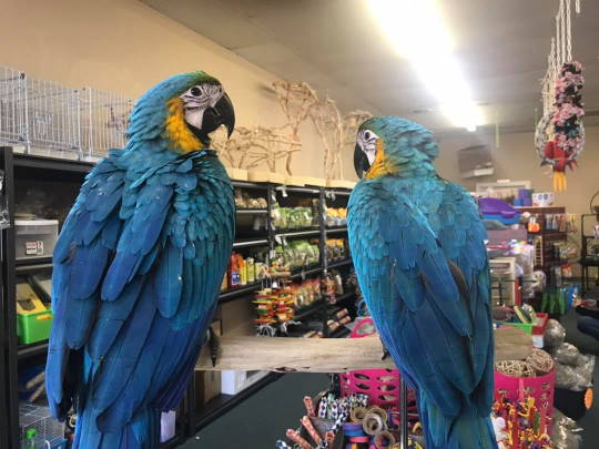 two parrots sitting on a pirch